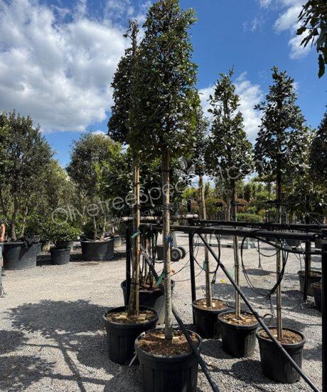 Quercus ilex High standard Holm oak