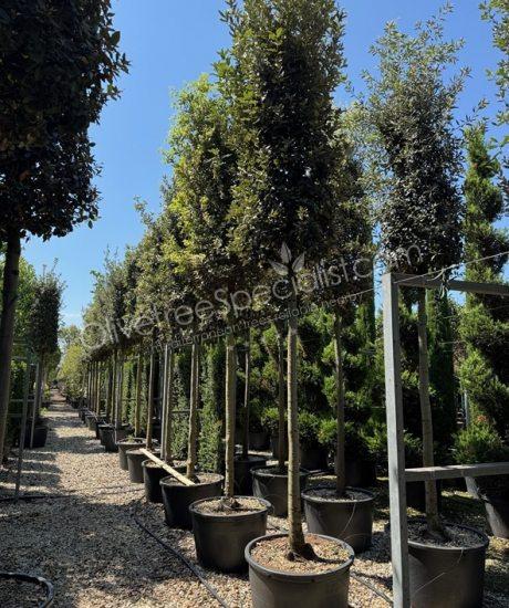 Quercus ilex Holm oak cylinder crown