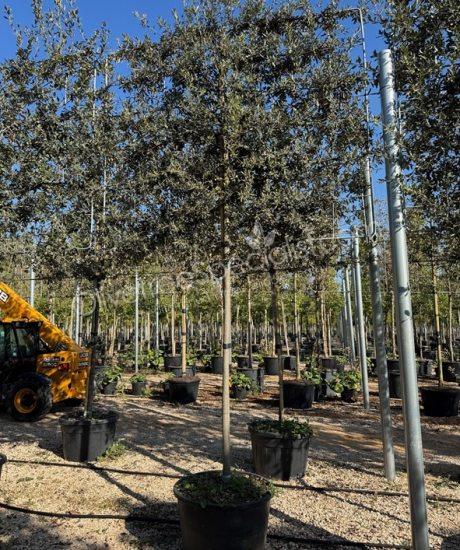 Quercus ilex Pleached Holm oak