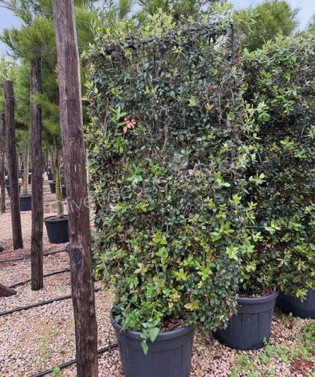 Buy a quercus ilex espalier holm oak