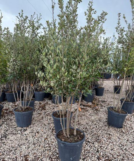 Holm oak Multi-stemmed quercus ilex