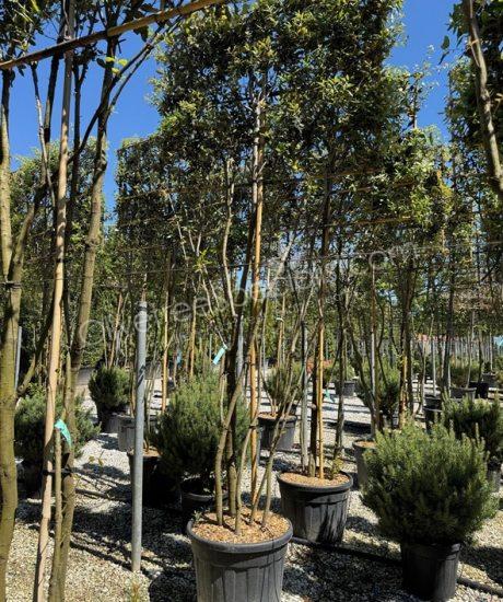 Quercus ilex espalier Holm oak