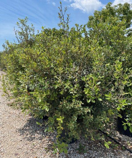 Holm oak bush form Quercus Ilex