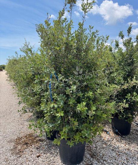 Holm oak bush form Quercus Ilex