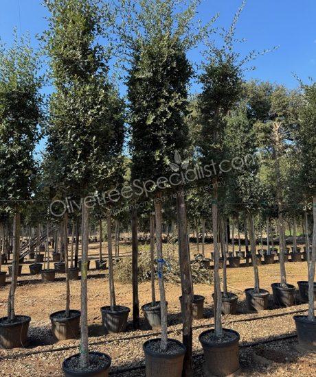 Cork oak High stem quercus suber