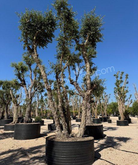 Cork oak multi-stemmed quercus