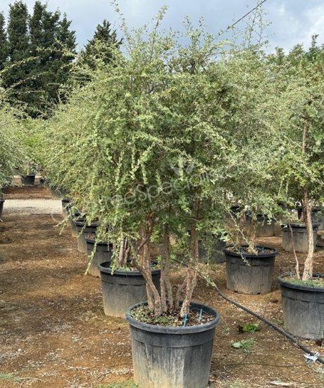 Quercus suber Cork oak multi-stemmed with umbrella crown