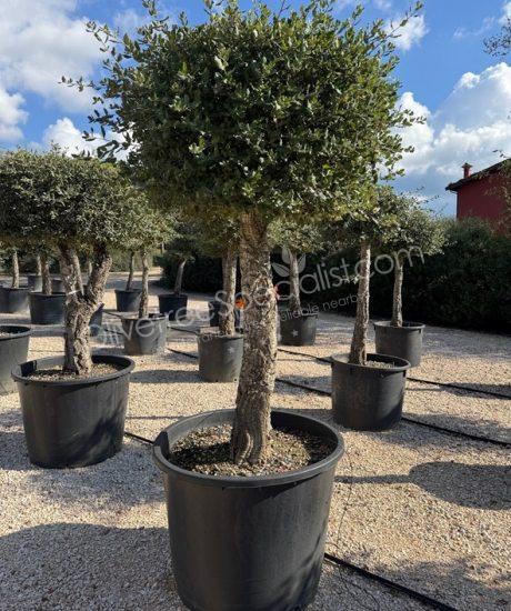 Cork oak 1/2 stem quercus suber