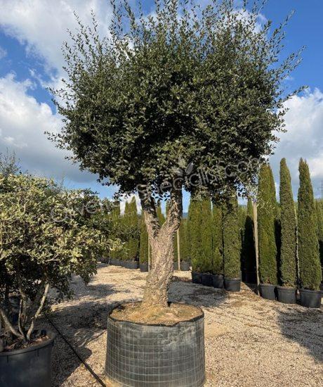 Cork oak salitary quercus suber