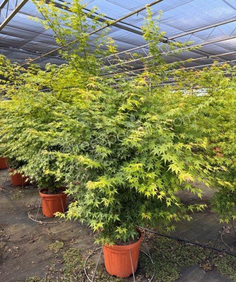 Acer palmatum 'Viride' - Japanese Maple