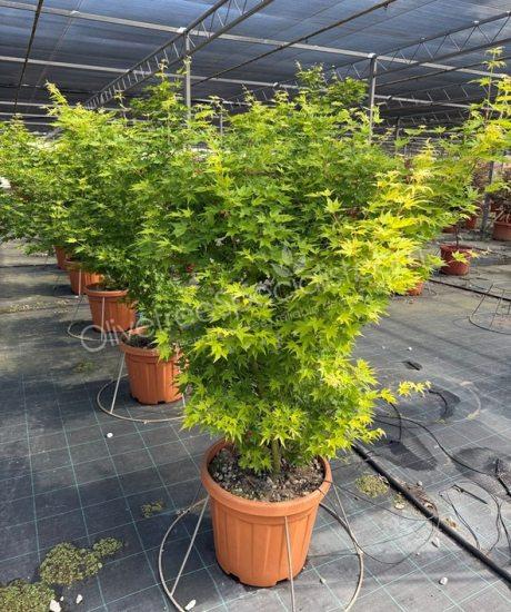 Acer palmatum 'Viride' - Japanese Maple