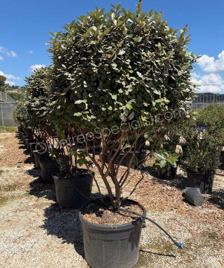 Multi-stemmed Elaeagnus ebbingei - Silverberry