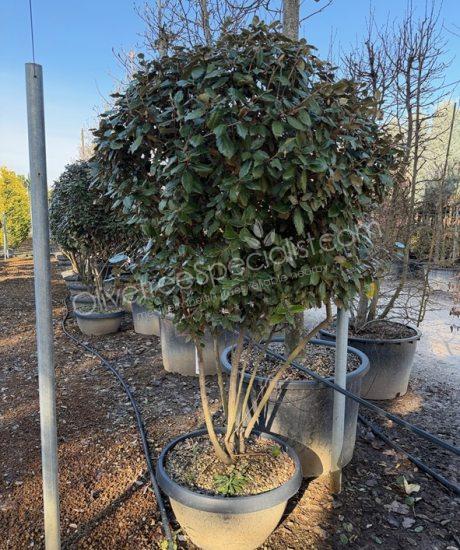 Multi-stemmed Elaeagnus ebbingei - Silverberry