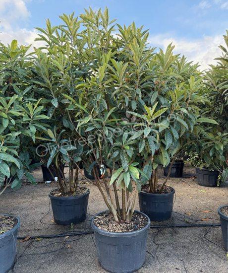 Multi-stemmed Eriobotrya japonica - Loquat
