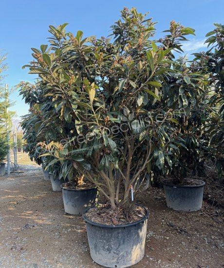 Buy an multi-stemmed Eriobotrya japonica Loquat