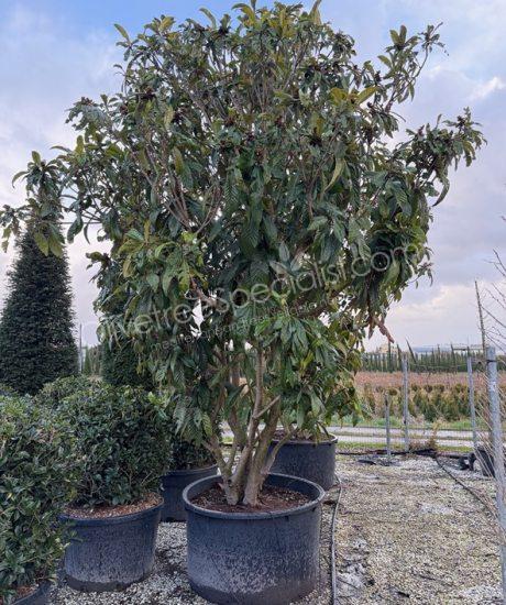Buy an multi-stemmed Eriobotrya japonica Loquat