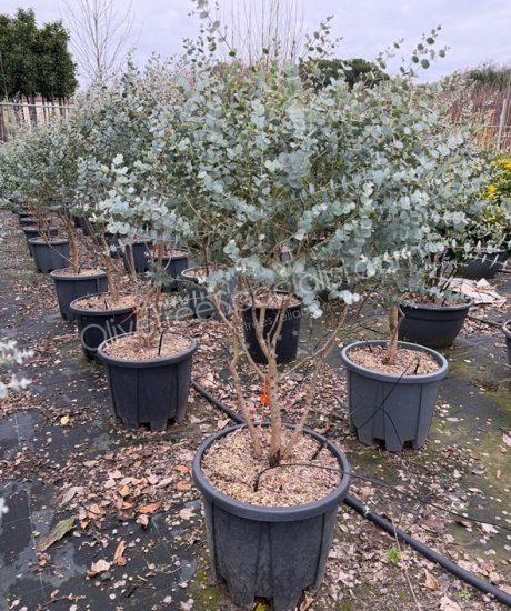 Multi-stemmed Eucalyptus gunnii 'Azura' - Eucalyptus 