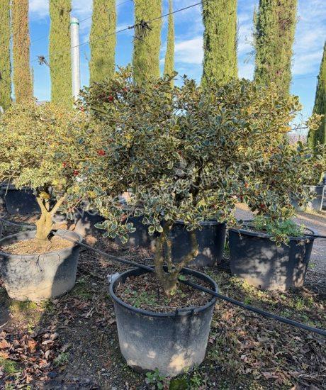 Multi-stemmed Ilex aquifolium 'Aureomarginata' Holly