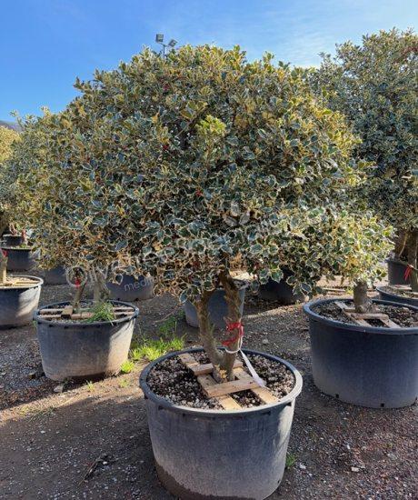 Multi-stemmed Ilex aquifolium 'Variegatum' Holly
