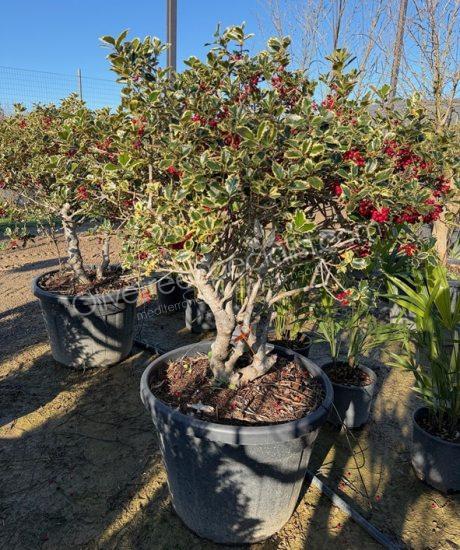 Multi-stemmed Ilex aquifolium 'Variegatum' Holly