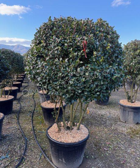 Multi-stemmed Ilex meserveae 'Blue Prince' Holly