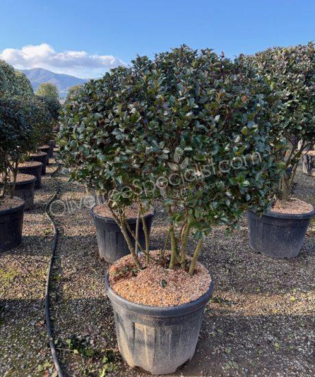 Multi-stemmed Ilex meserveae 'Blue Prince' Holly