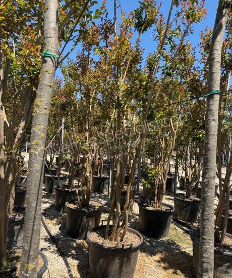 Lagerstroemia indica multi-stemmed crepe myrtle
