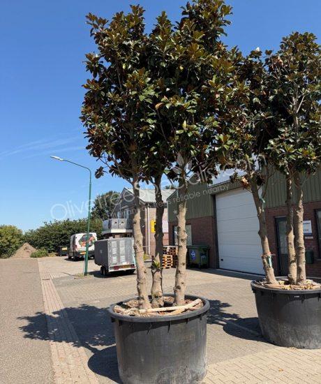 Multi-stemmed Magnolia grandiflora 'Goliath' - Evergreen tulip tree