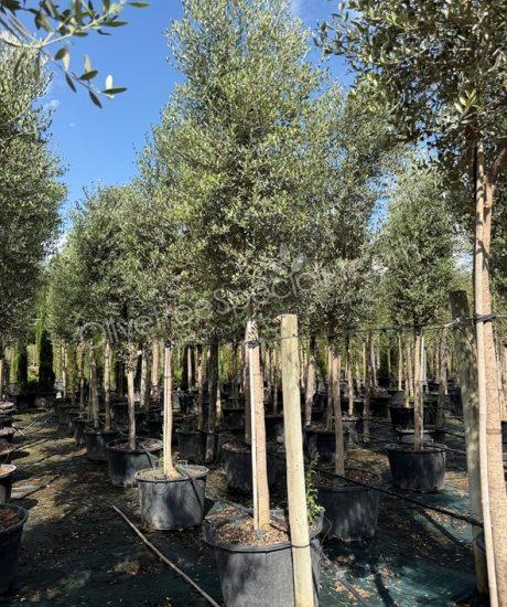 Tuscan Olive Tree Olea europaea