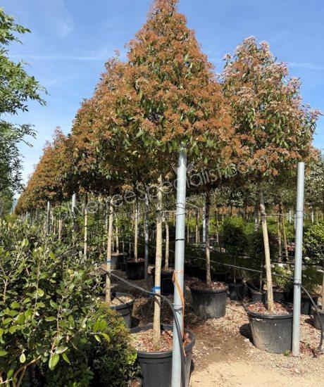 Photinia fraseri 'Red Robin' - Photinia pyramid crown