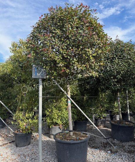High stem Photinia fraseri 'Red Robin' - Photinia