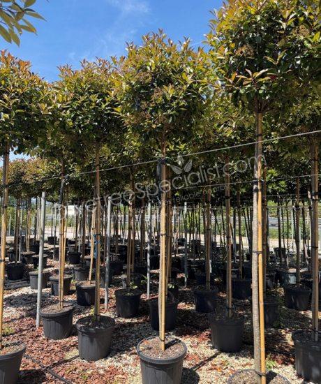 High stem Photinia fraseri 'Red Robin' - Photinia 