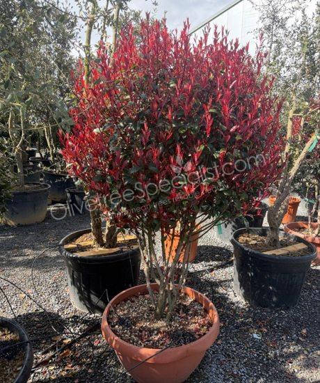 Multi stemmed Photinia fraseri 'Red Robin' - Red tip photinia