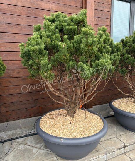 Pinus mugo 'Gallica' - Ball shape pine