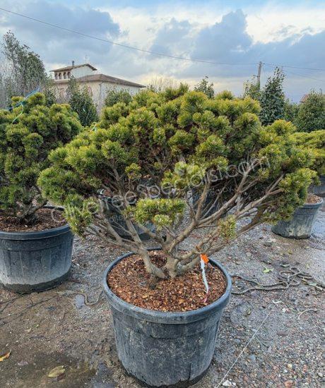 Pinus mugo 'Peterlee' - Ball shape pine