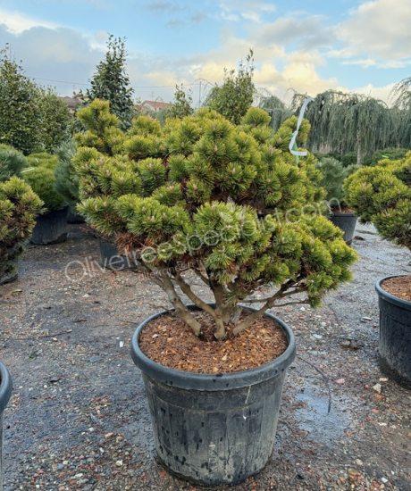 Pinus mugo 'Peterlee' - Ball shape pine