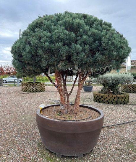 Pinus sylvestris 'Watereri' - Scots pine Multi-stemmed