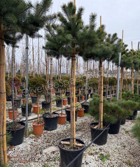 Pinus sylvestris 'Watereri' - Scots pine high stem
