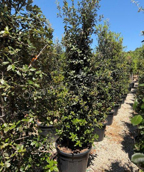 Holm oak bush form Quercus Ilex