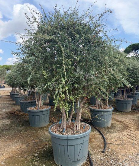 Buy a Quercus suber Cork oak multi-stemmed 