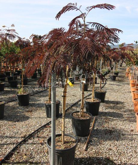 1/2 stem Albizia julibrissin 'Summer Chocolate' - Persian silk tree