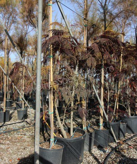 Multi-stemmed Albizia julibrissin 'Summer Chocolate' - Persian silk tree