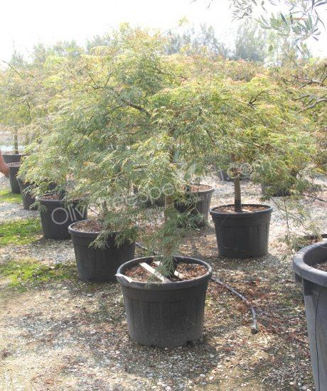 Acer palmatum dissectum 'Viride' - Japanese Maple