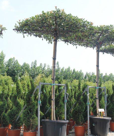 Roof shape Photinia fraseri 'Red Robin' - Photinia