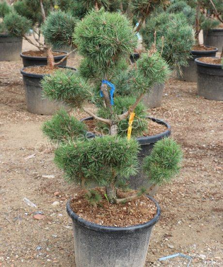 Pinus nigra Bonsai