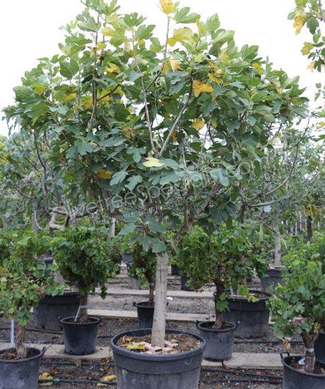 Fig tree 'Forma Toscana' - Ficus carica - 1/2 stem