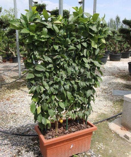 Lemon tree - Citrus limon