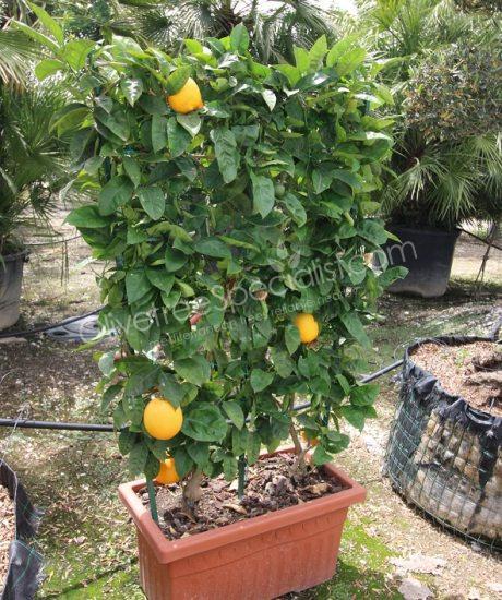 Orange tree - Citrus sinensis