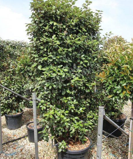 Pleached Elaeagnus ebbingei - Silverberry