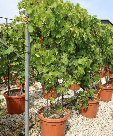 Grape vine - Vitis vinifera